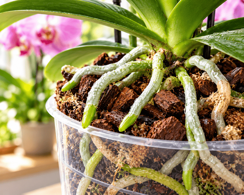 Orchid roots in a transparent pot